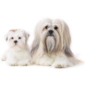Lhasa Apso Dogs Jigsaw Puzzles icon