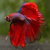 Betta Fish Gallery icon