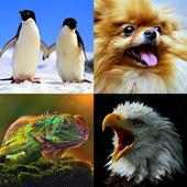 Guess the Animal Trivia Quiz