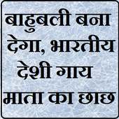 बाहुबली बना देगा, भारतीय देसी गाय माता का छाछ