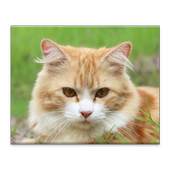 Cat Jigsaw Puzzle icon