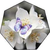 White Flowers Wallpaper Live on 9Apps