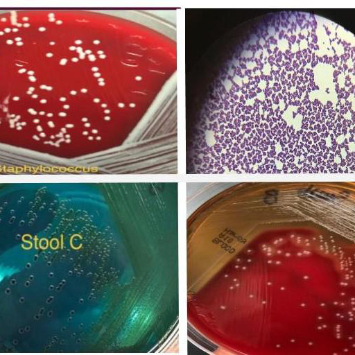 Microbiology quiz; plate reading app. icon