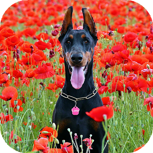 Doberman Wallpaper  HD &amp; 4k Backgrounds icon