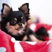 Живые обот иконка