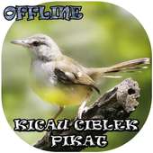 Suara Burung Ciblek Pikat on 9Apps