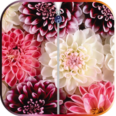 Flowers Zipper Screen Lock icon