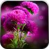 Live Wallpaper - Flowers