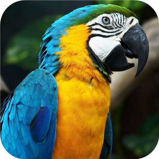 Colorful Parrot. Birds Wallpapers icon