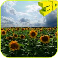Sunflowers 3D Live Wallpaper