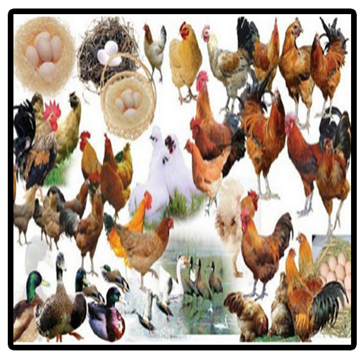 Poultry Breeding Science Complete Layer icon