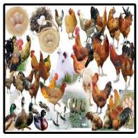 Poultry Breeding Science Complete Layer on 9Apps