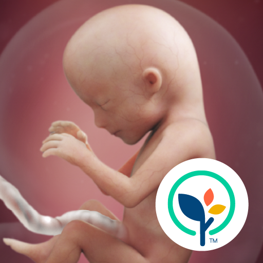 Pregnancy App &amp; Baby Tracker icon