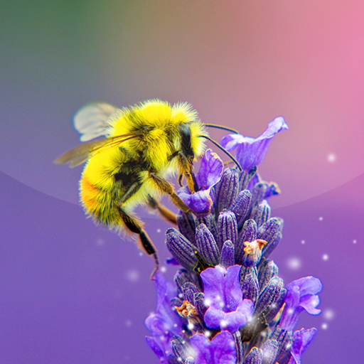 Bee Live Wallpaper 🐝 Cute Moving Background icon
