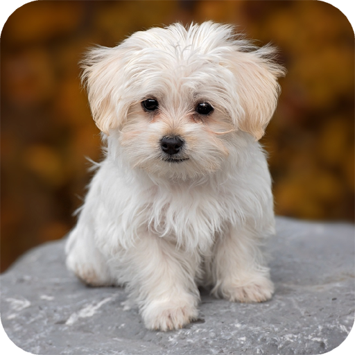 Puppy Wallpaper icon