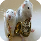 Funny Animal Pictures icon