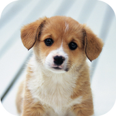 Dogs Wallpapers Backgrounds icon
