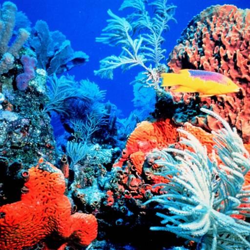 Coral Reef Hd Wallpaper icon