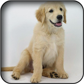 Retriever Wallpapers icon