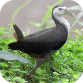 ikon Suara Burung Ruak Ruak