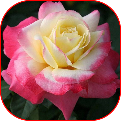 Images flowers 2020 icon