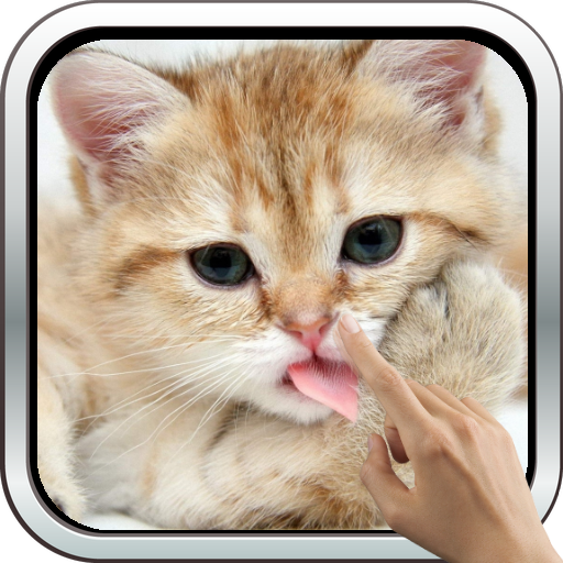 Magic Touch: Fluffy Cat Live Wallpaper icon