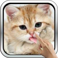 Magic Touch: Fluffy Cat Live Wallpaper on 9Apps