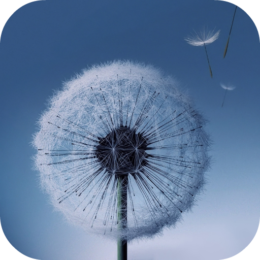 Dandelion Live Wallpaper icon