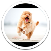 Photo HD Running Dog LWP icon