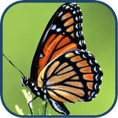 Cute Butterfly WPs icon