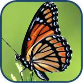 Cute Butterfly WPs on 9Apps