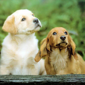 Cute Dogs Wallpapers icon
