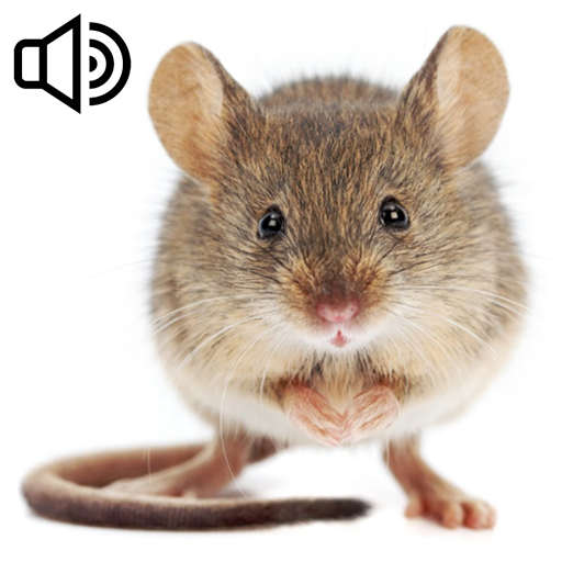 Mouse sounds. Collection icon