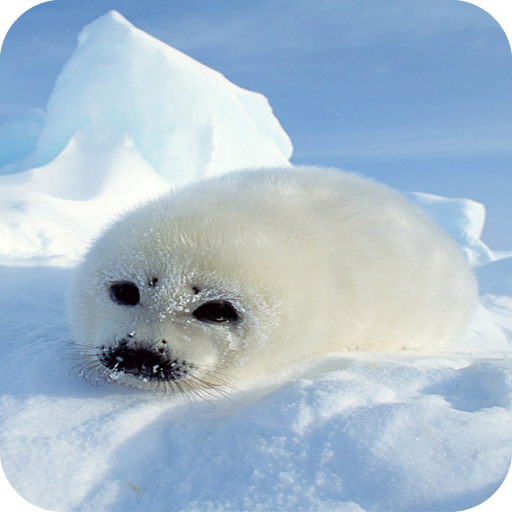 Harb Seal Full HD Wallpaper icon