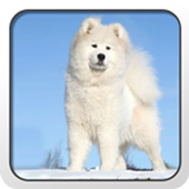 Samoyed Theme - Nova/ADW/GO icon