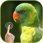 Blur Photo Editor on 9Apps