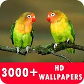 Bird Live Wallpapers HD on 9Apps