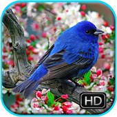 Birds Wallpaper icon