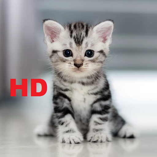 Cat Wallpapers HD 4K icon