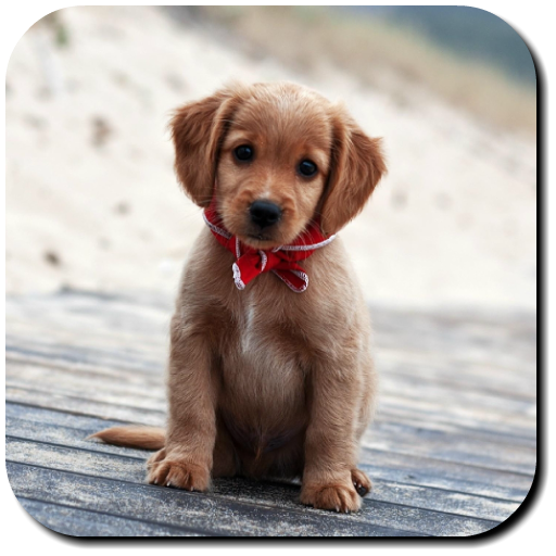 Puppy Wallpapers icon