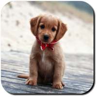 Puppy Wallpapers on 9Apps