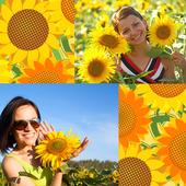 Sunflowers Photo Collage icon