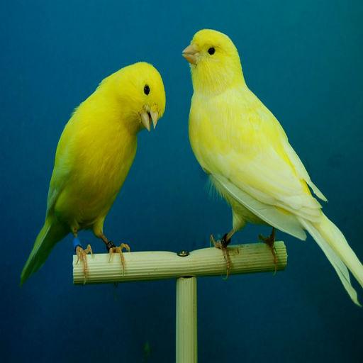 Canary Bird Sounds &amp; Ringtones icon