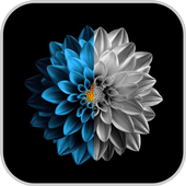 Amoled Wallpapers icon