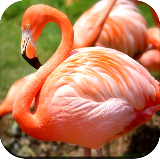 Flamingo wallpaper 4K icon