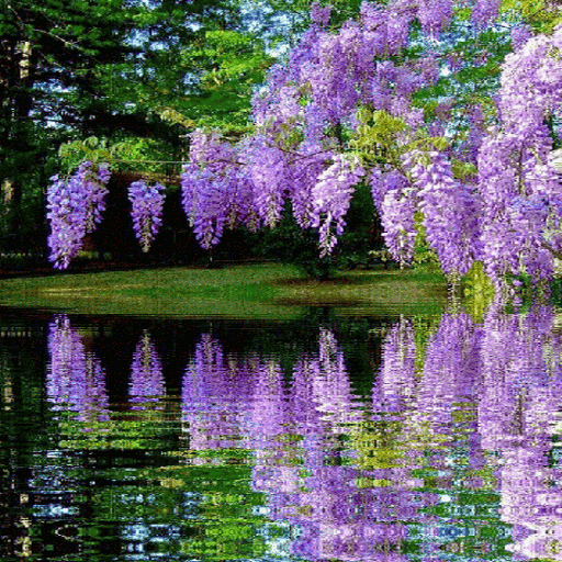 Purple Flower Garden LWP icon