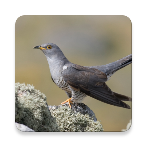 Cuckoo Bird Sound Collections ~ Sclip.app icon
