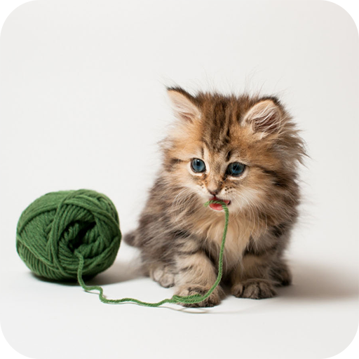 Cute Cat Wallpaper icon