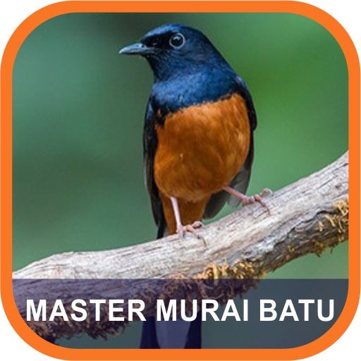 Masteran Murai Batu Terlengkap icon