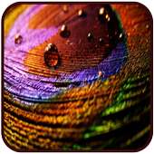 Wallpapers for iPhone 8